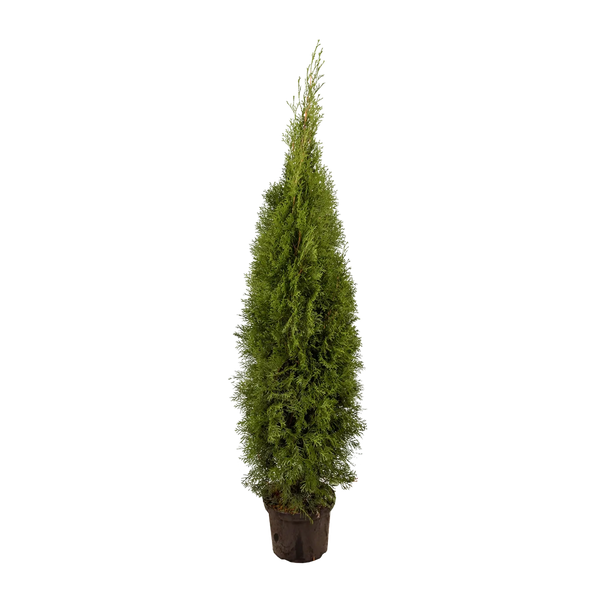 Thuja occidentalis 'Smaragd' Konifere (Lebensbaum) | 125-150 cm Im Topf