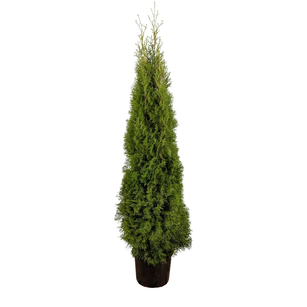 Thuja occidentalis 'Smaragd' Konifere (Lebensbaum) | 150-175 cm Im Topf
