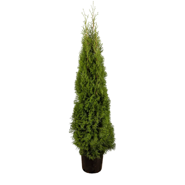 thuja ähnliche pflanzen Thuja occidentalis 'Smaragd' Konifere (Lebensbaum) | 150-175 cm Im Topf