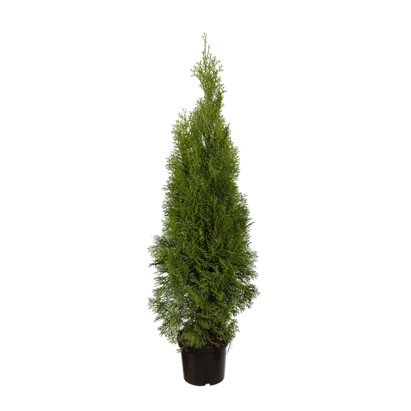 thuja smaragd pflege im frühjahr Thuja occidentalis 'Smaragd' Konifere (Lebensbaum) | 80-100 cm Im Topf