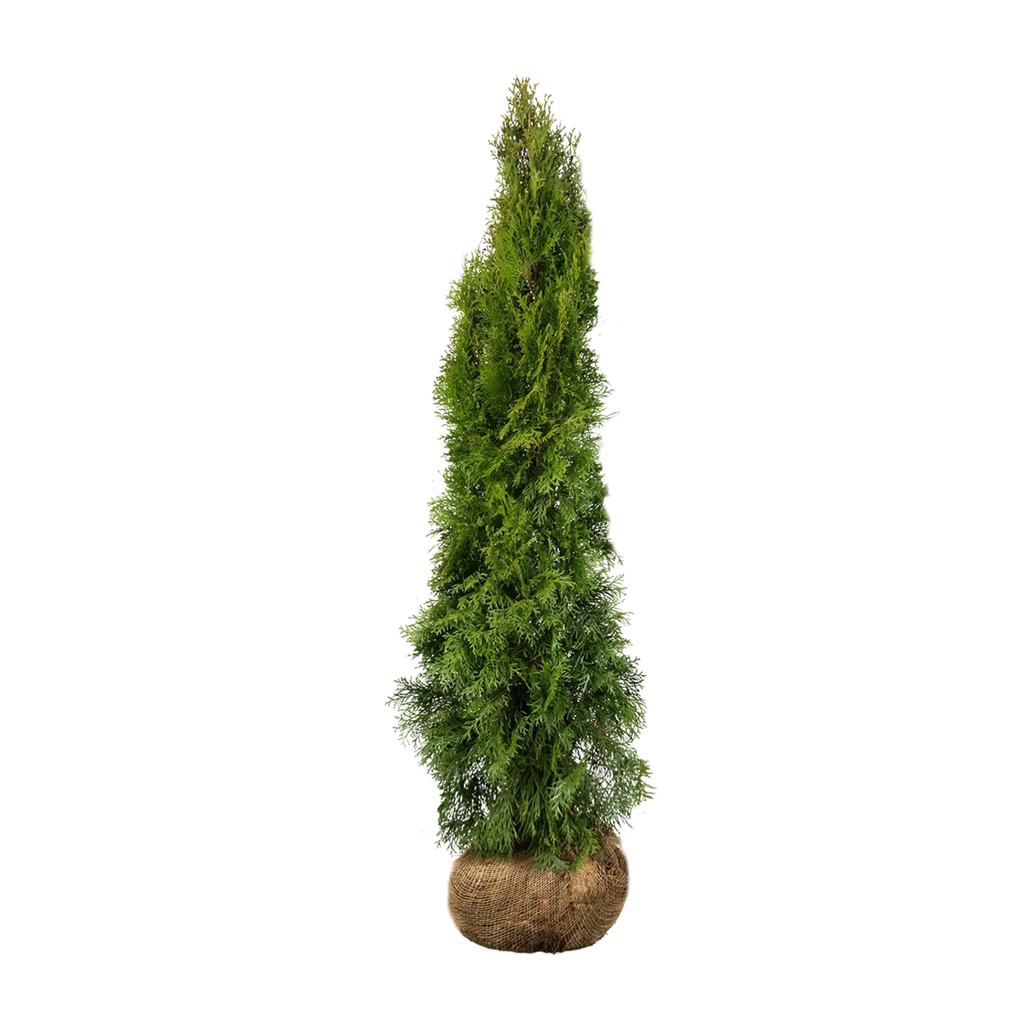 Thuja occidentalis 'Smaragd' Konifere (Lebensbaum) | 120-140 cm mit  Wurzelballen