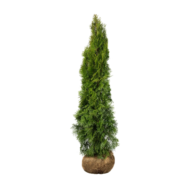 Thuja occidentalis 'Smaragd' Konifere (Lebensbaum) | 120-140 cm mit  Wurzelballen