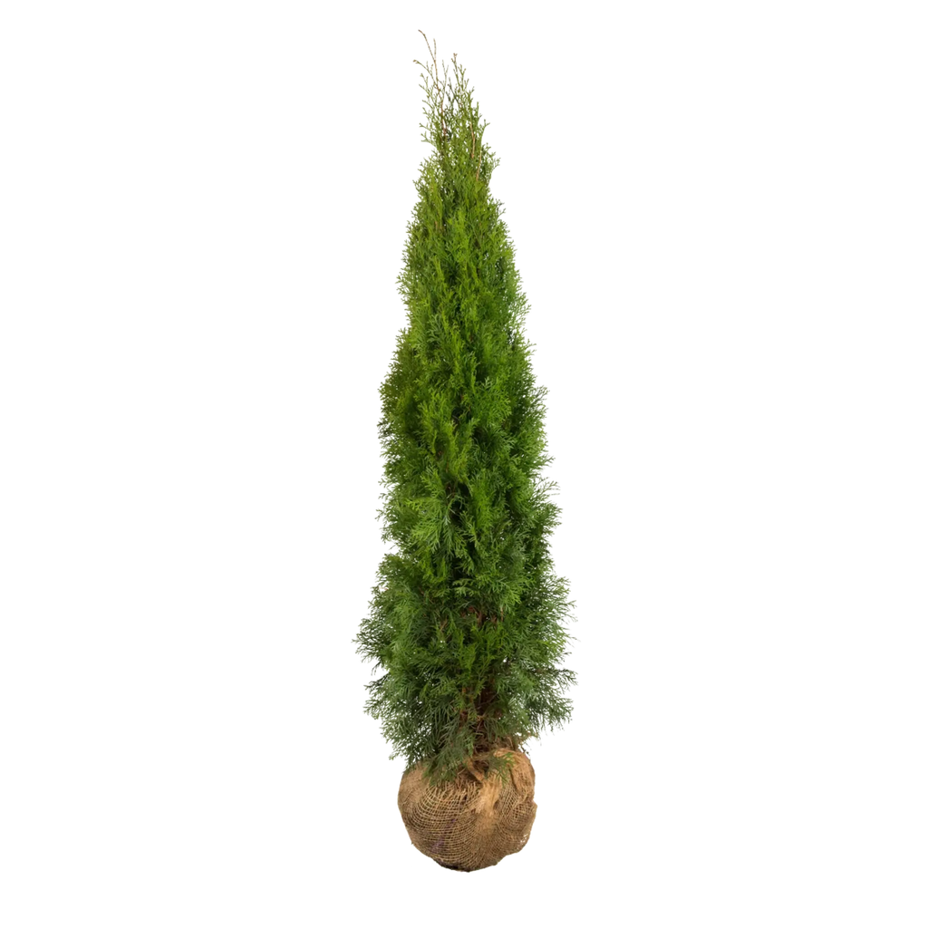 thuja smaragd 140 160 preisvergleich Thuja occidentalis 'Smaragd' Konifere (Lebensbaum) | 140-160 cm mit  Wurzelballen