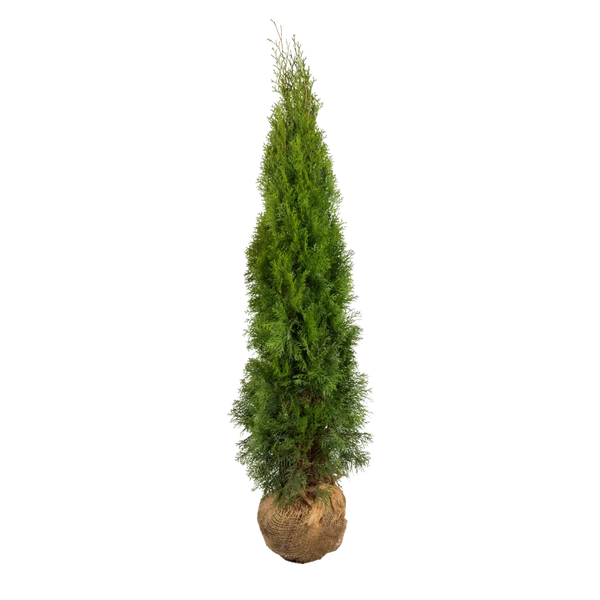 Thuja occidentalis 'Smaragd' Konifere (Lebensbaum) | 140-160 cm mit  Wurzelballen