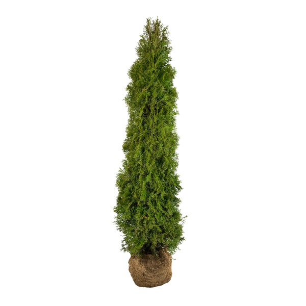 thuja smaragd 180-200 cm globus Thuja occidentalis 'Smaragd' Konifere (Lebensbaum) | 160-180 cm mit  Wurzelballen