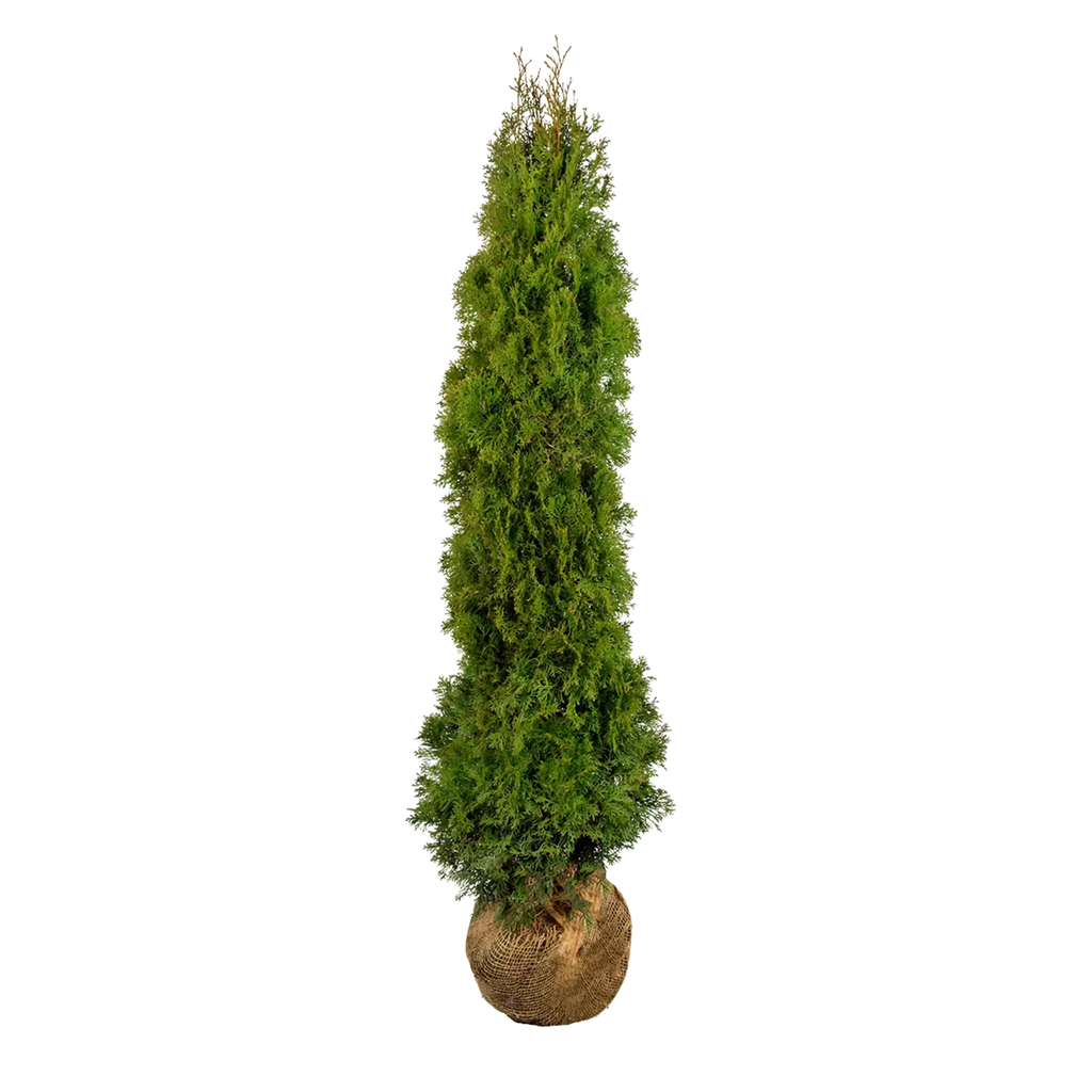 Thuja occidentalis 'Smaragd' Konifere (Lebensbaum) | 180-200 cm mit  Wurzelballen
