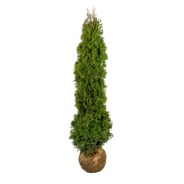 Thuja occidentalis 'Smaragd' Konifere (Lebensbaum) | 180-200 cm mit  Wurzelballen