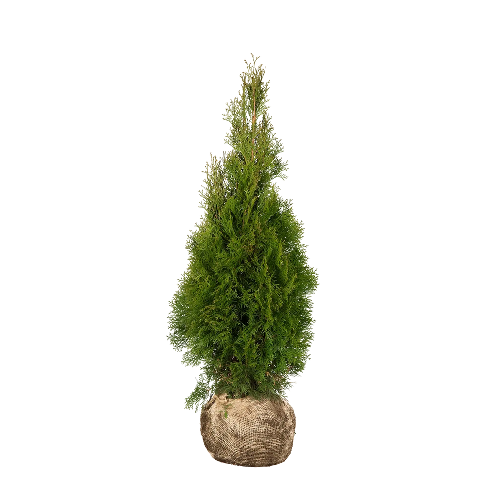 Thuja occidentalis 'Smaragd' Konifere (Lebensbaum) | 80-100 cm mit  Wurzelballen