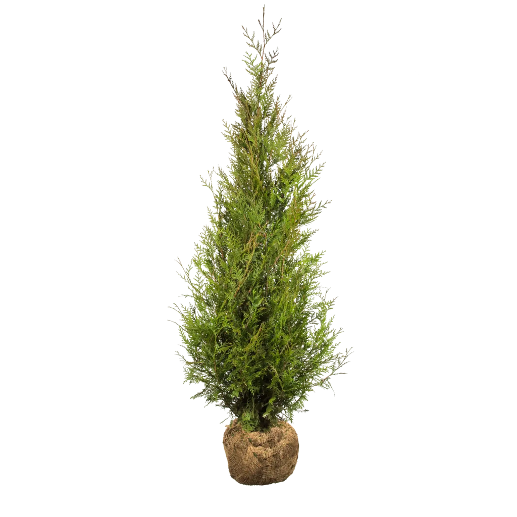 Thuja plicata 'Atrovirens' (Riesenlebensbaum) | 175-200 cm mit Wurzelballen  | Garmundo.de