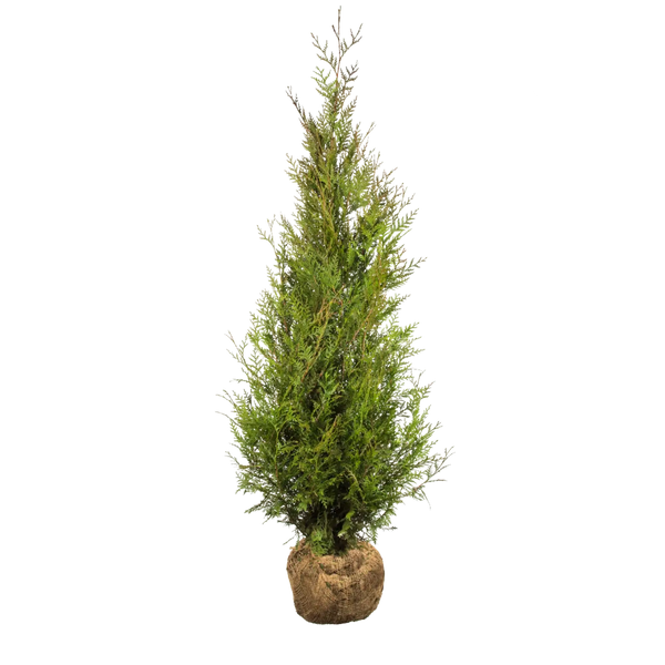 Thuja plicata 'Atrovirens' (Riesenlebensbaum) | 175-200 cm mit Wurzelballen 