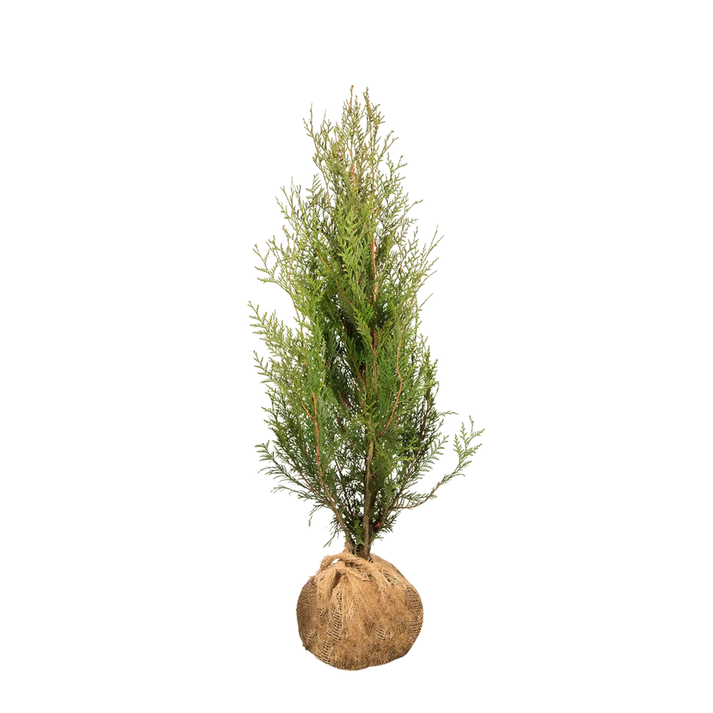 Thuja plicata 'Atrovirens' (Riesenlebensbaum) | 80-100 cm mit Wurzelballen 