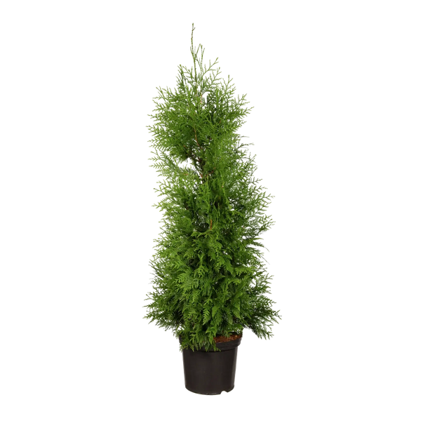 Thuja plicata 'Excelsa' Konifere (Lebensbaum) | 125-150 cm im Topf