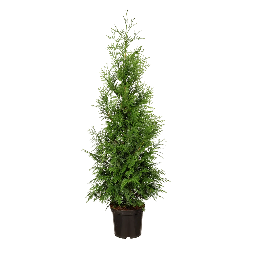 Thuja plicata 'Excelsa' Konifere (Lebensbaum) | 150-175 cm im Topf