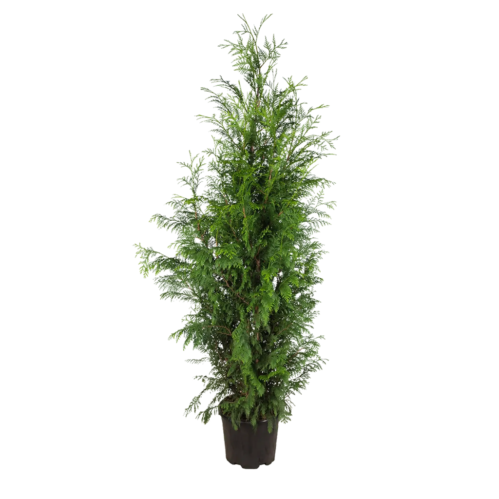 Thuja plicata 'Excelsa' Konifere (Lebensbaum) | 175-200 cm im Topf