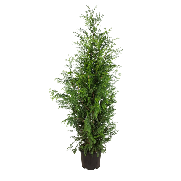 thuja plicata excelsa kaufen Thuja plicata 'Excelsa' Konifere (Lebensbaum) | 175-200 cm im Topf