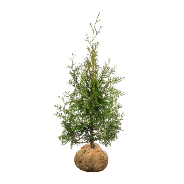thuja plicata excelsa hochstamm Thuja plicata 'Excelsa' Konifere (Lebensbaum) | 80-100 cm mit Wurzelballen