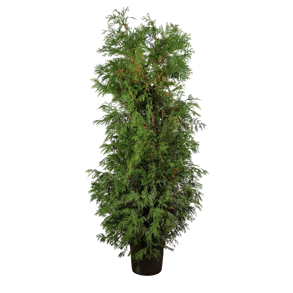 Thuja plicata 'Martin' (Lebensbaum) | 175-200 cm im Topf