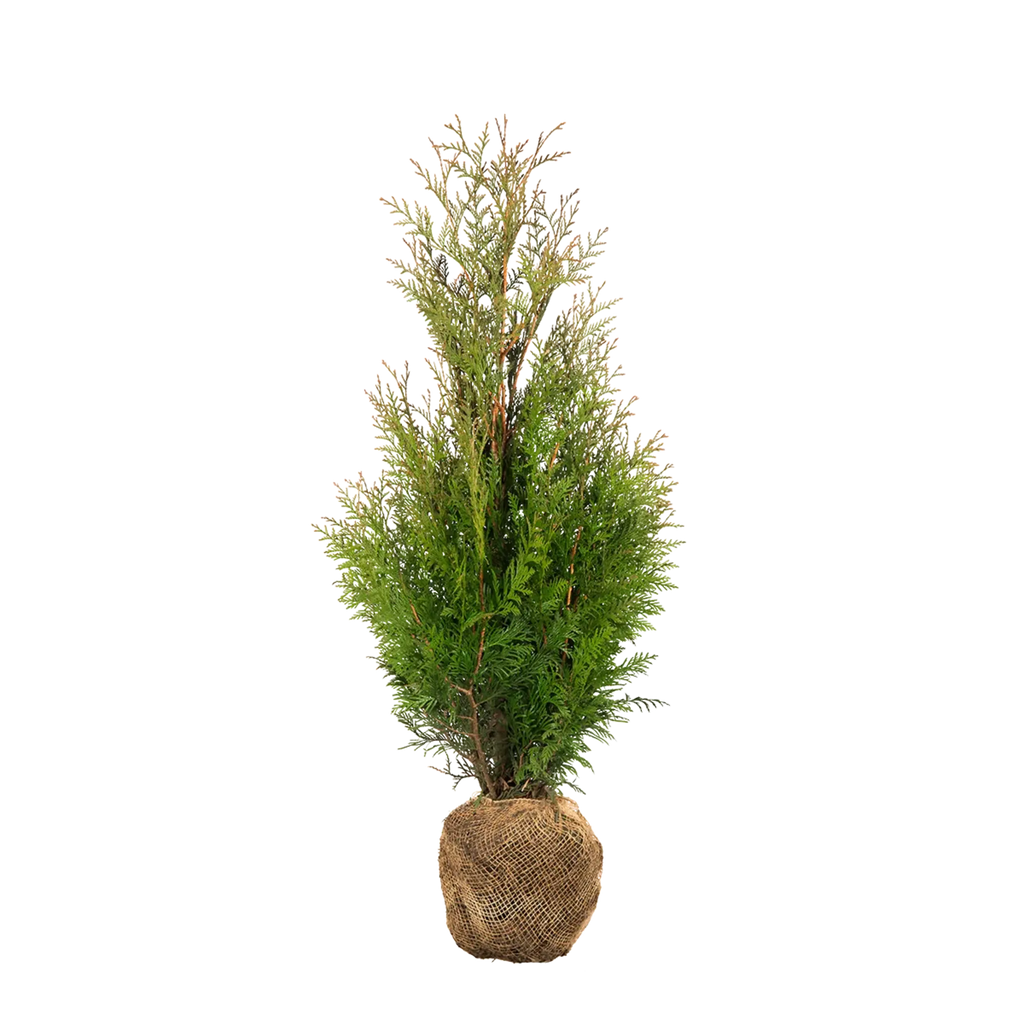 Thuja plicata 'Martin' (Lebensbaum) | 100-125 cm mit Wurzelballen
