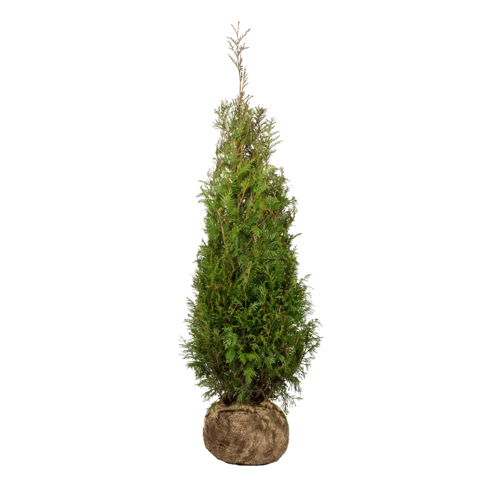 Thuja plicata 'Martin' (Lebensbaum) | 125-150 cm mit Wurzelballen