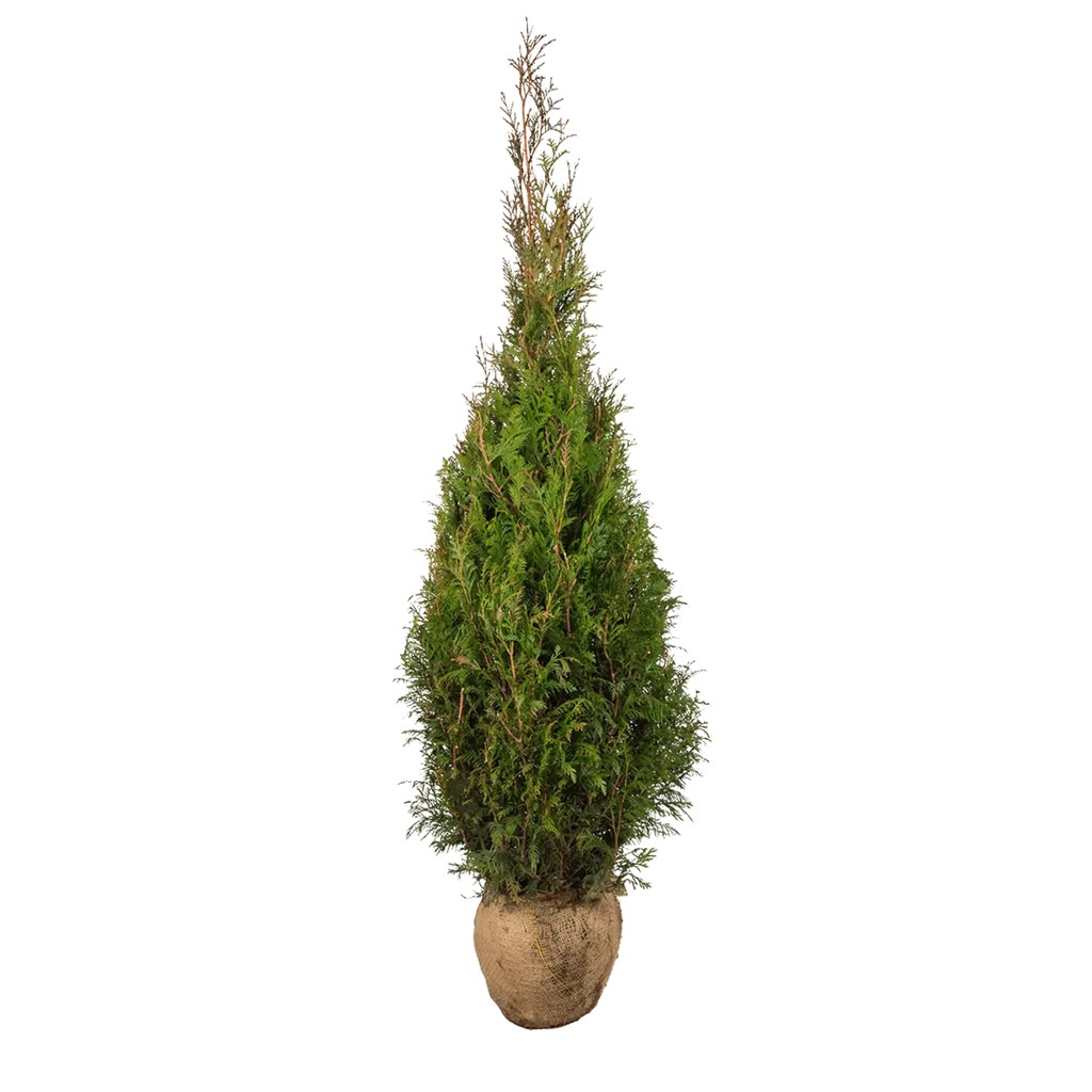 thuja wala Thuja plicata 'Martin' (Lebensbaum) | 60-80 cm mit Wurzelballen
