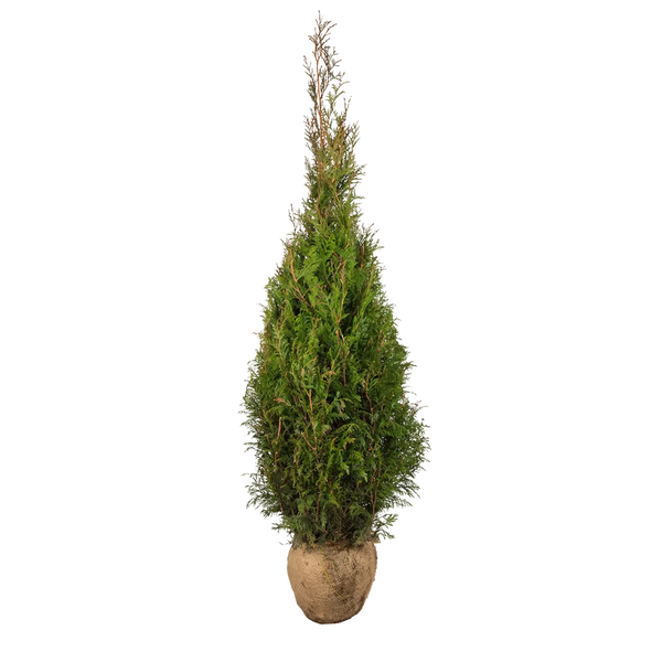 Thuja plicata 'Martin' (Lebensbaum) | 60-80 cm mit Wurzelballen