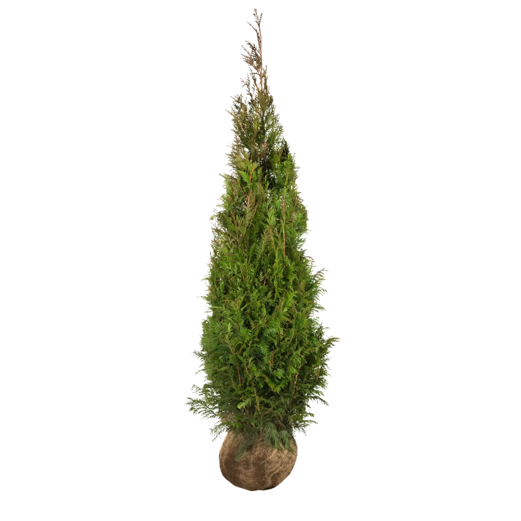 Thuja plicata 'Martin' (Lebensbaum) | 175-200 cm mit Wurzelballen