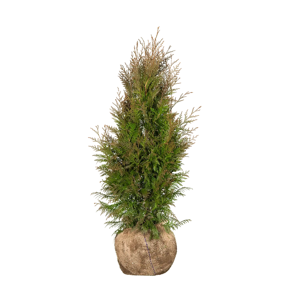 thuja plicata martin wachstum Thuja plicata 'Martin' (Lebensbaum) | 80-100 cm mit Wurzelballen