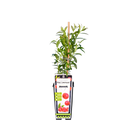 Heidelbeere 'Pink Lemonade' 