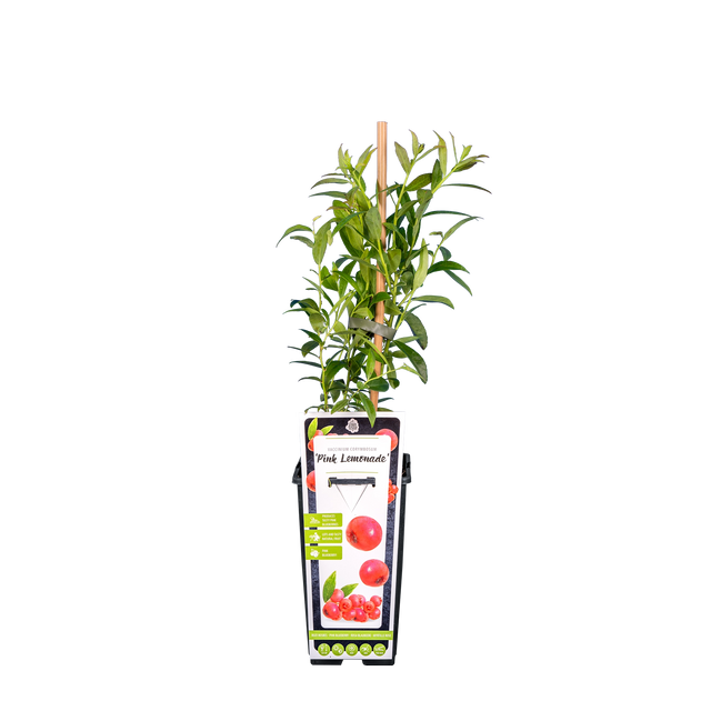 Heidelbeere 'Pink Lemonade' 