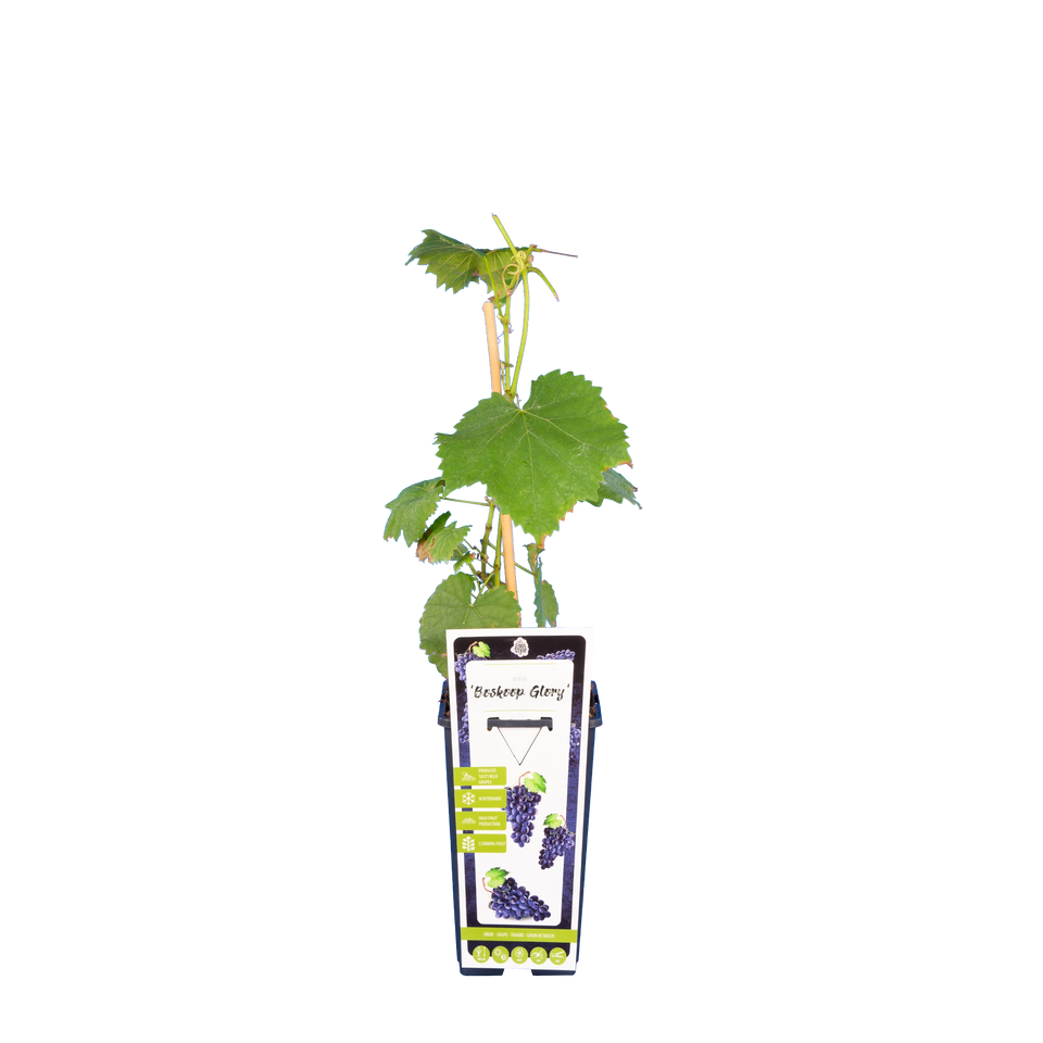 Traube 'Boskoop Glory'