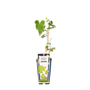 Traube 'Vroege van der Laan'