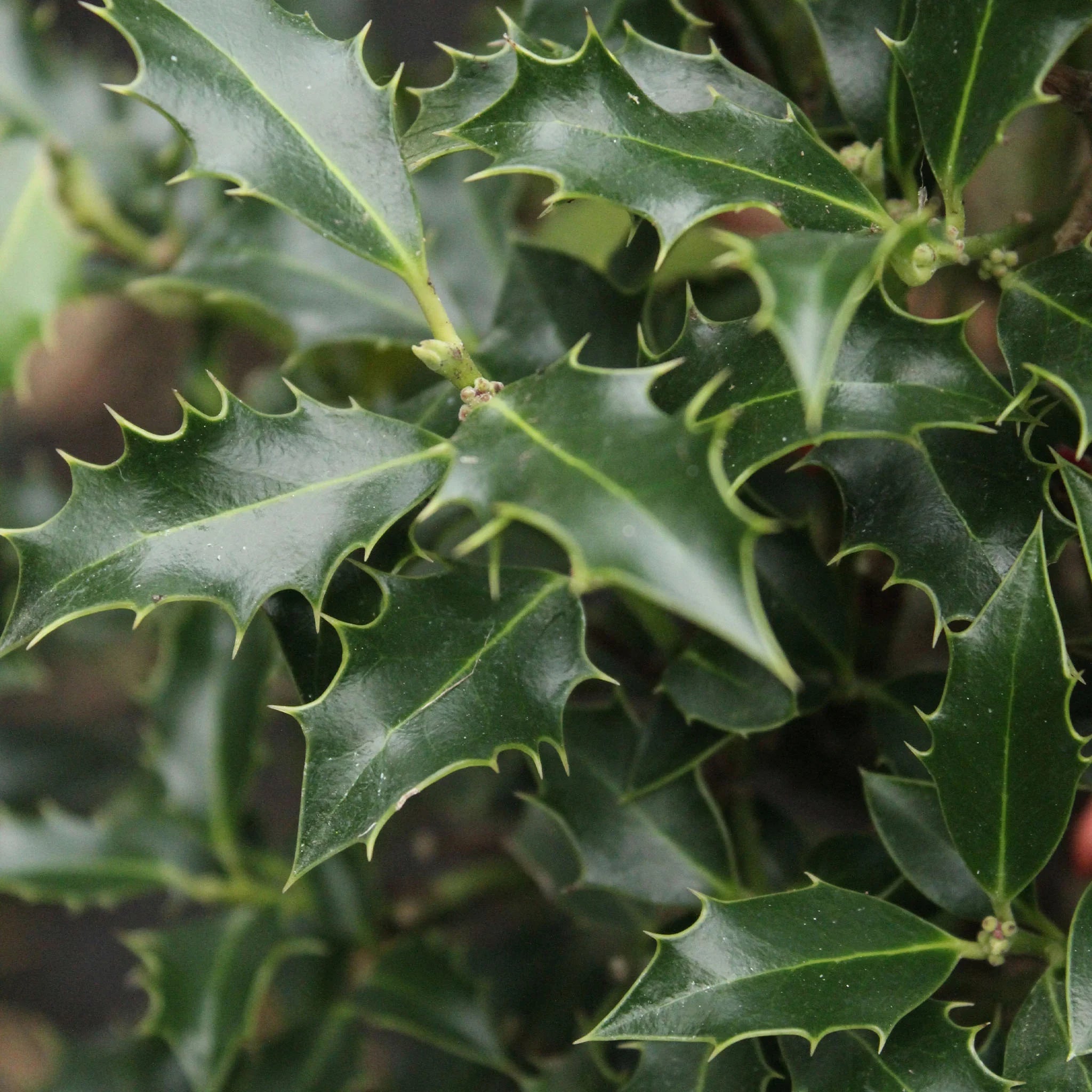 Ilex aquifolium alaska sales