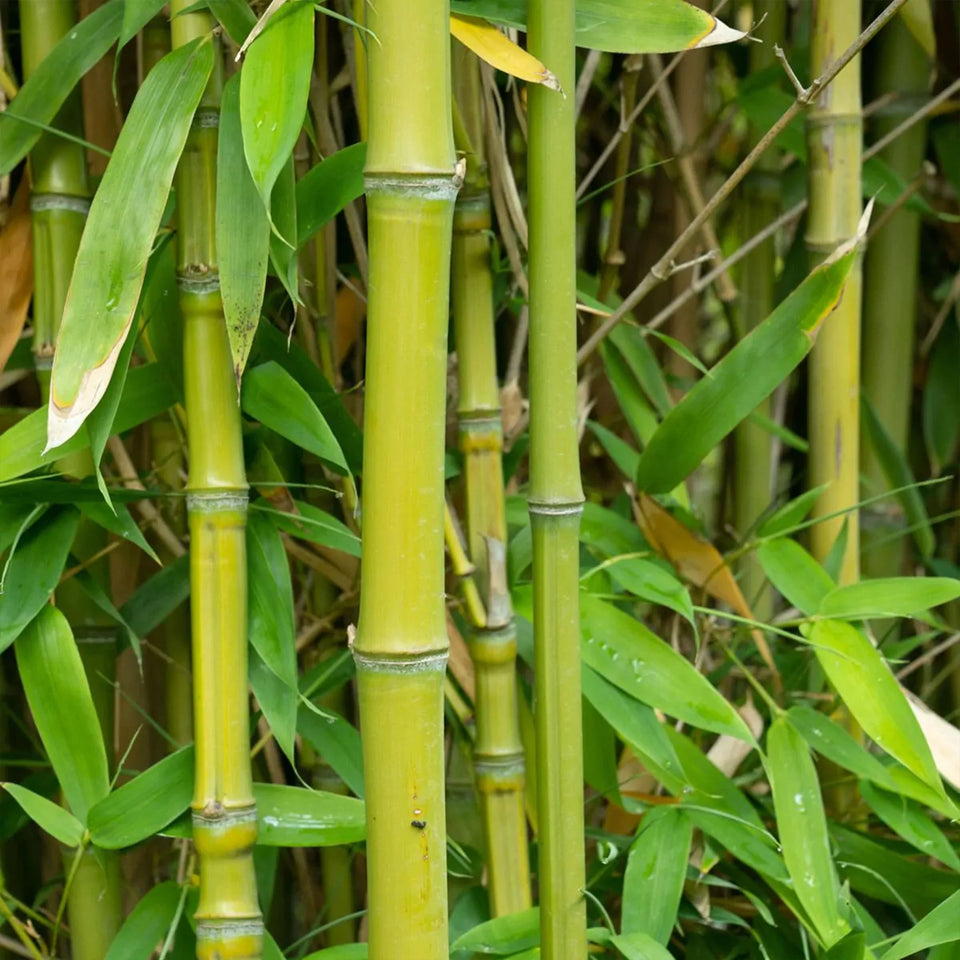 Bambus aurea (Phyllostachys aurea) | 80-100 cm im Topf
