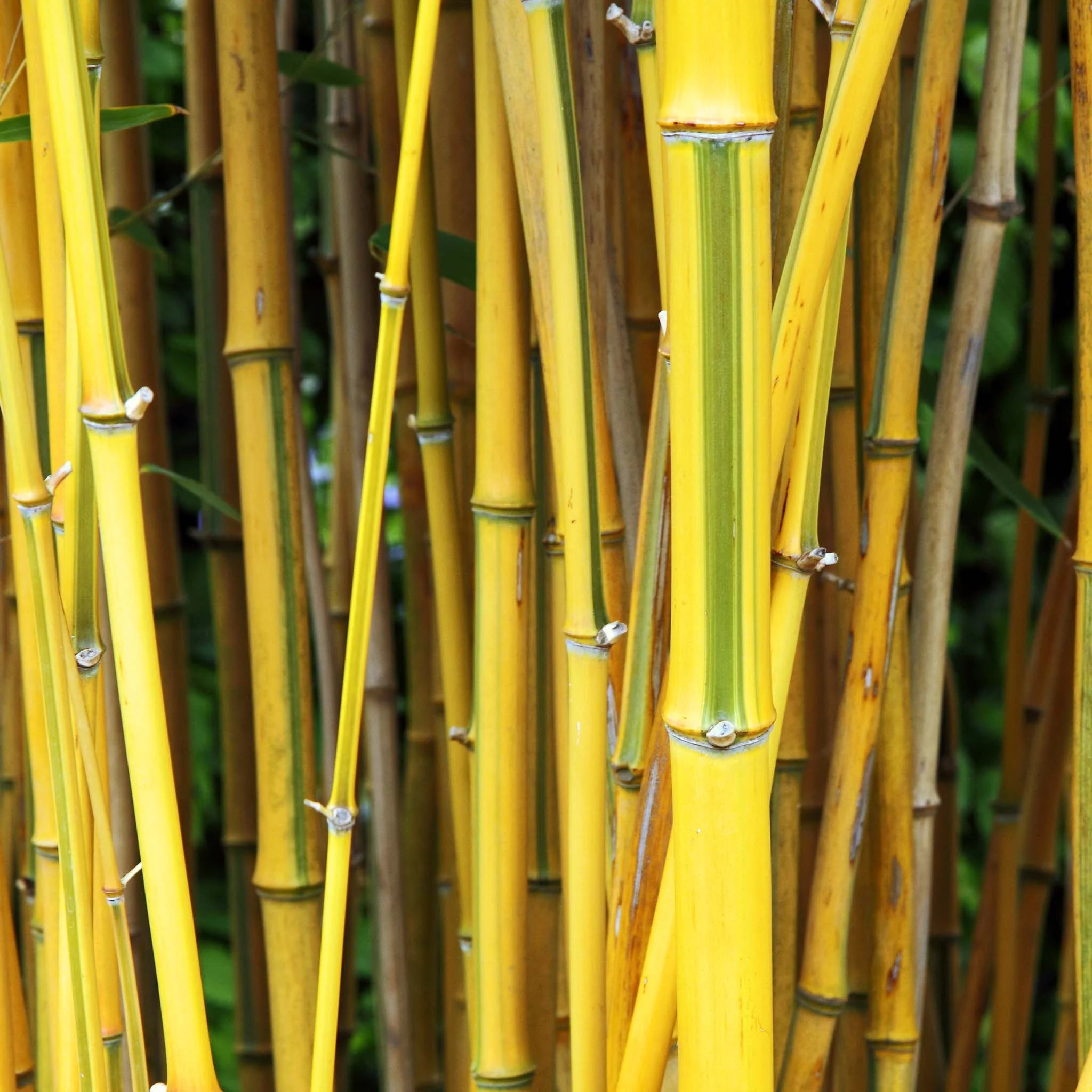 Bambus Aureocaulis (Phyllostachys aureosulcata 'Aureocaulis') | 100-125 cm im Topf