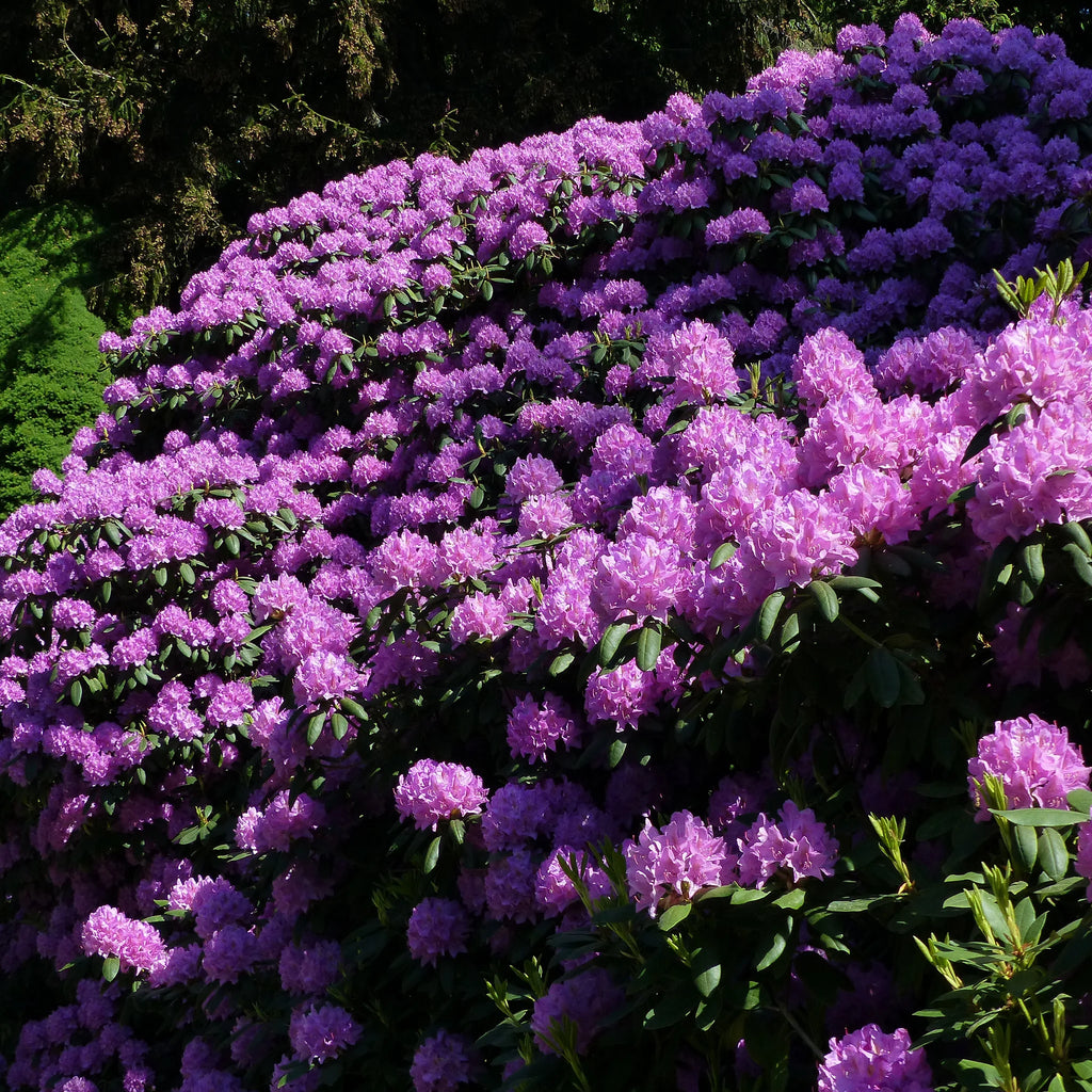 Rhododendron Catawbiense Grandiflorum | 100-120 cm mit Wurzelballen