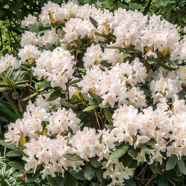 Rhododendron Cunninghams White | 30-40 cm im Topf | Garmundo.de
