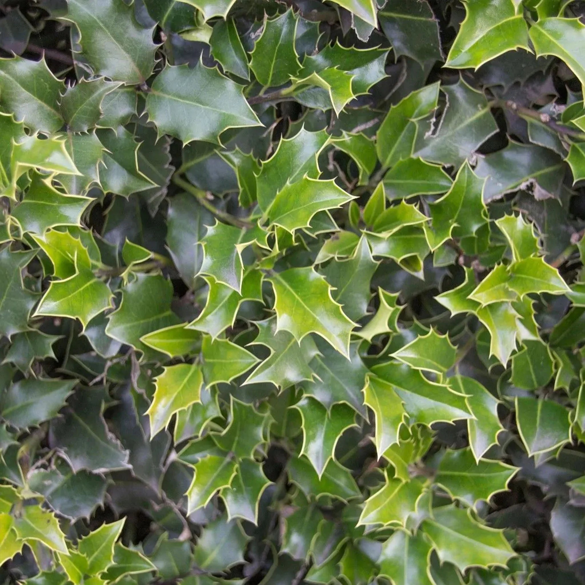 Europäische Stechpalme (Ilex aquifolium) | 175-200 cm mit Wurzelballen