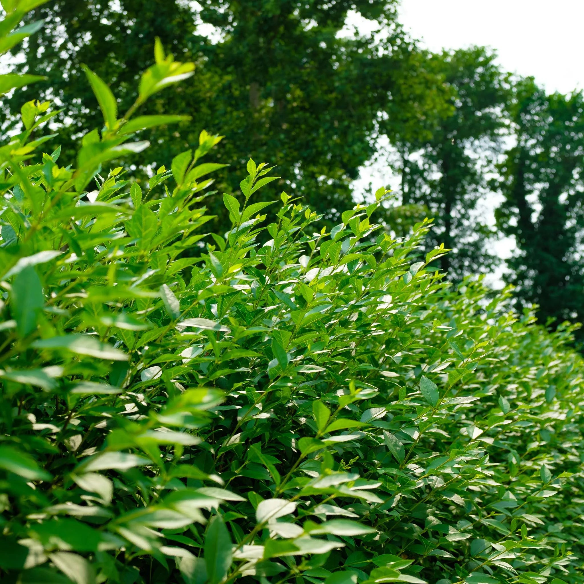 Wintergrüner Liguster (Ligustrum vulgare 'Atrovirens') | 100-125 cm Wurzelware