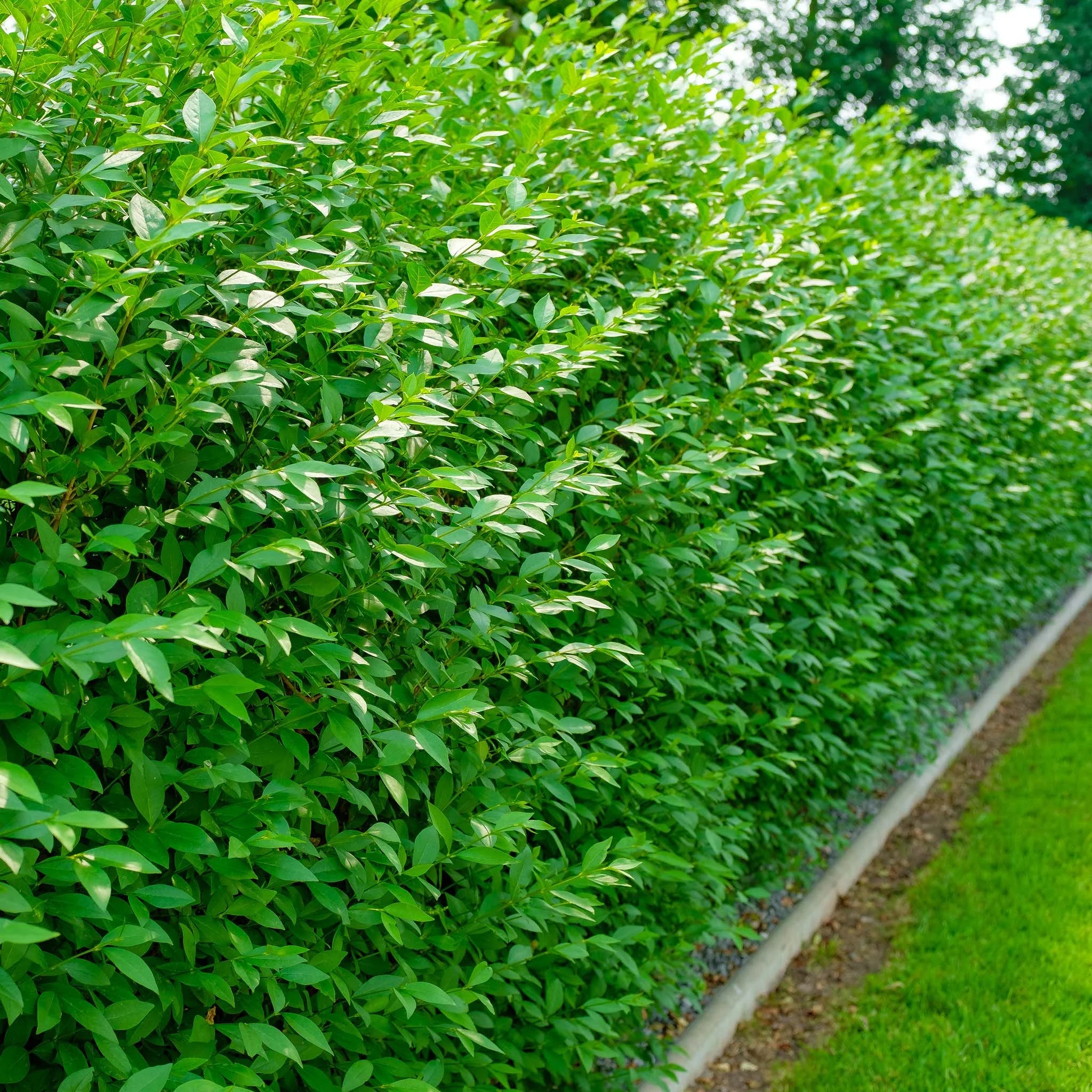 liguster zaun Wintergrüner Liguster (Ligustrum vulgare 'Atrovirens') | 40-60 im Topf