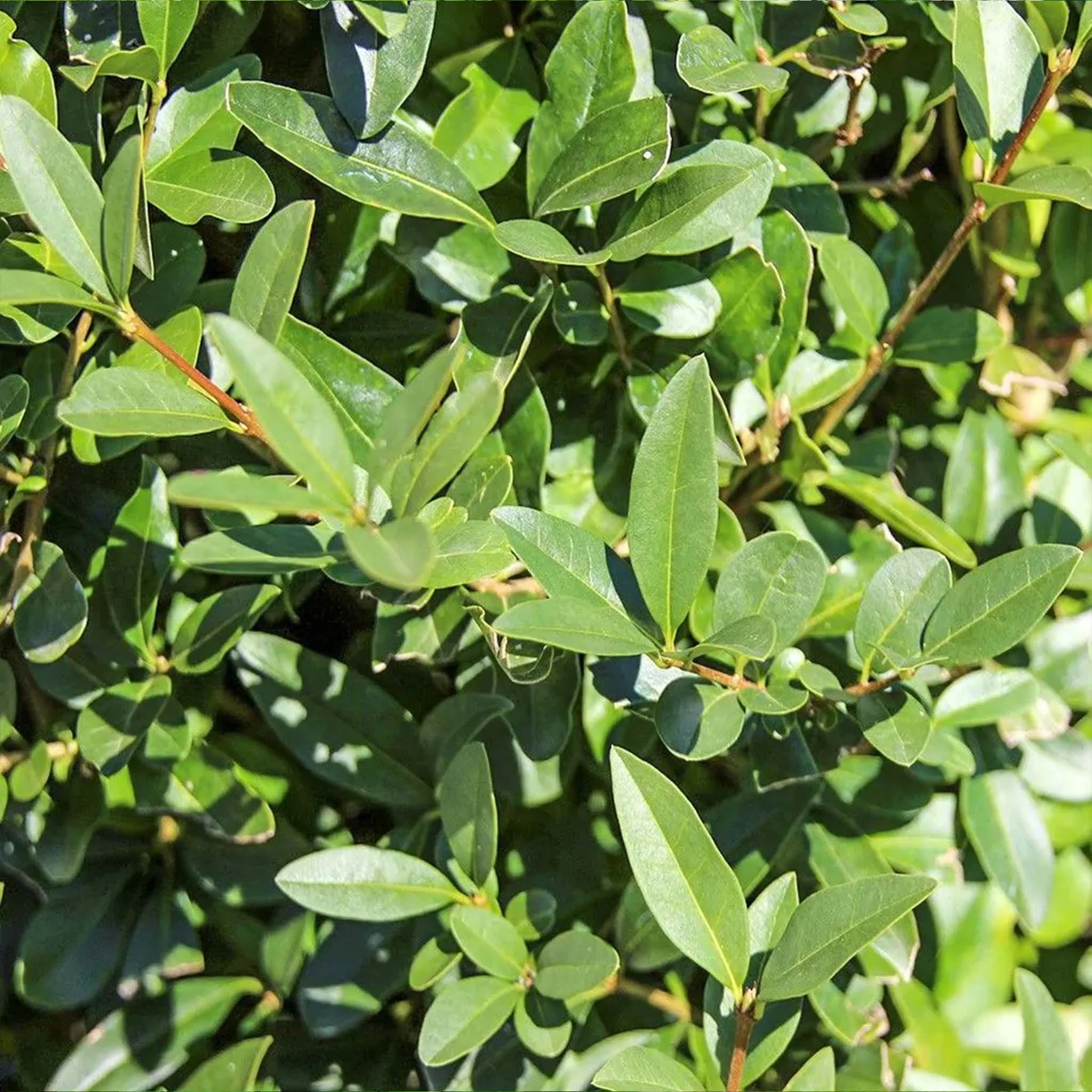 Zwergliguster (Ligustrum vulgare 'Lodense') | 40-60 cm Wurzelware