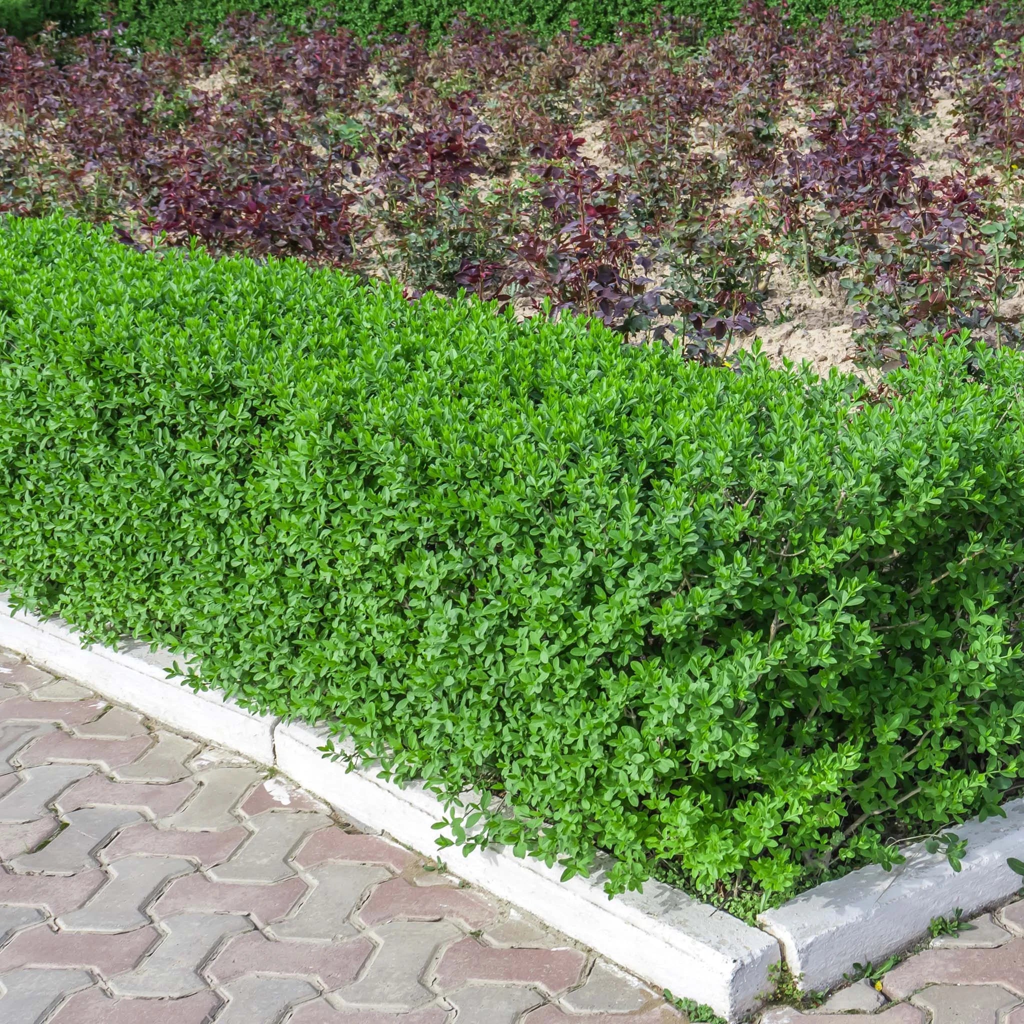 Zwergliguster (Ligustrum vulgare 'Lodense') | 60-80 cm Wurzelware