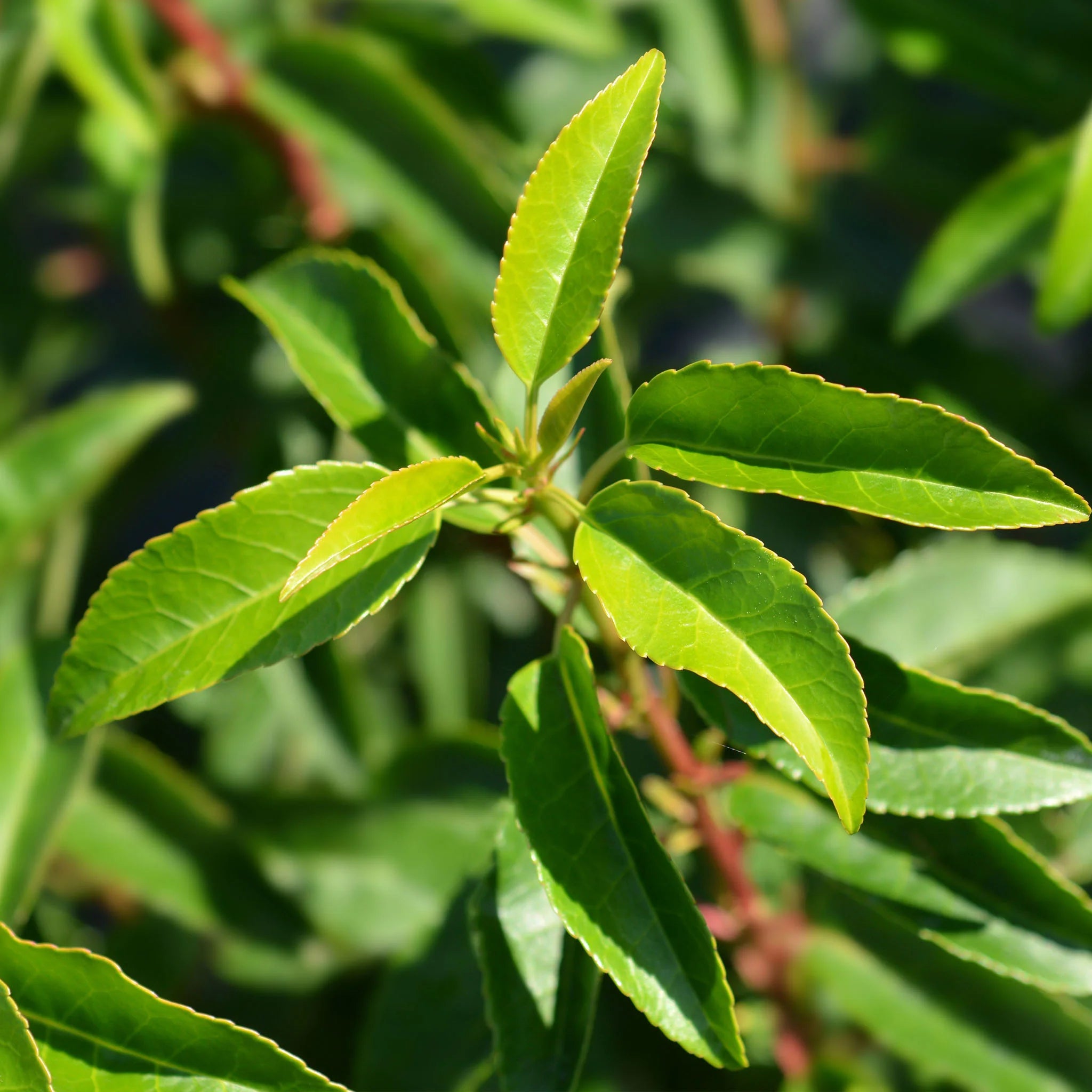portugiesische kirschlorbeer giftig Portugiesischer Kirschlorbeer (Prunus lusitanica 'Angustifolia') | 40-60 cm im Topf