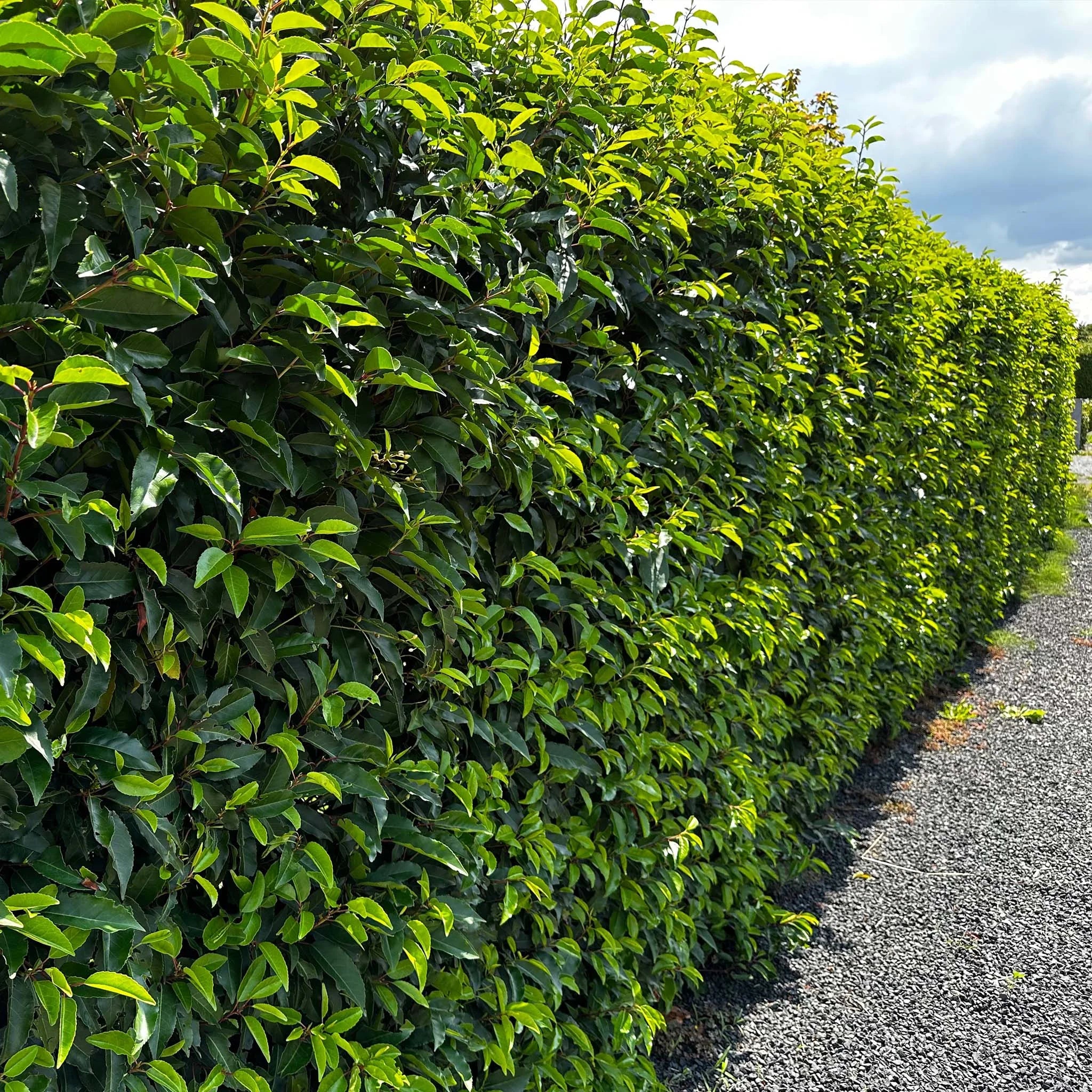 Portugiesischer Kirschlorbeer (Prunus lusitanica 'Angustifolia') | 80-100 cm im Topf