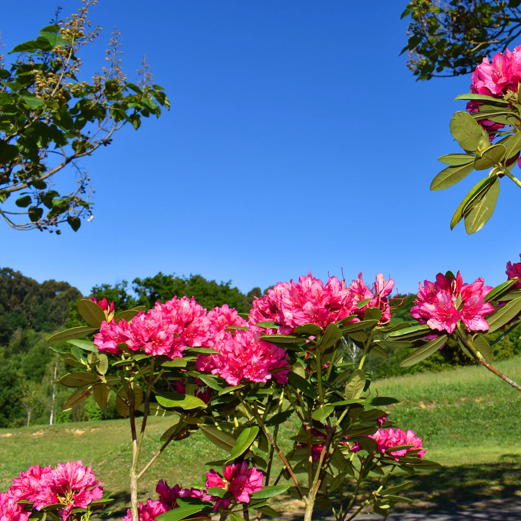 Rhododendron Marie Forte | 80-100 cm im Topf