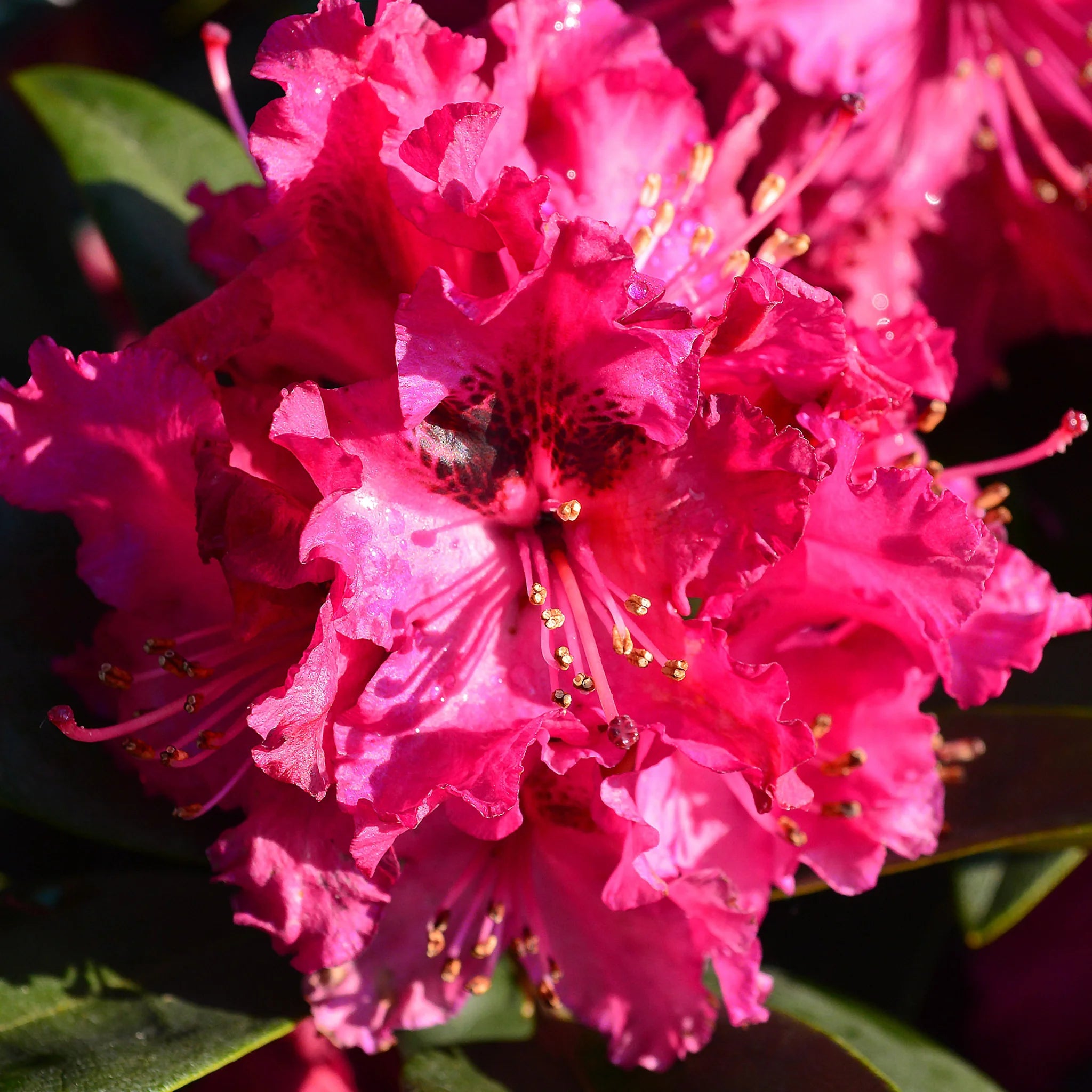 rhododendron hof Rhododendron Marie Forte | 80-100 cm im Topf