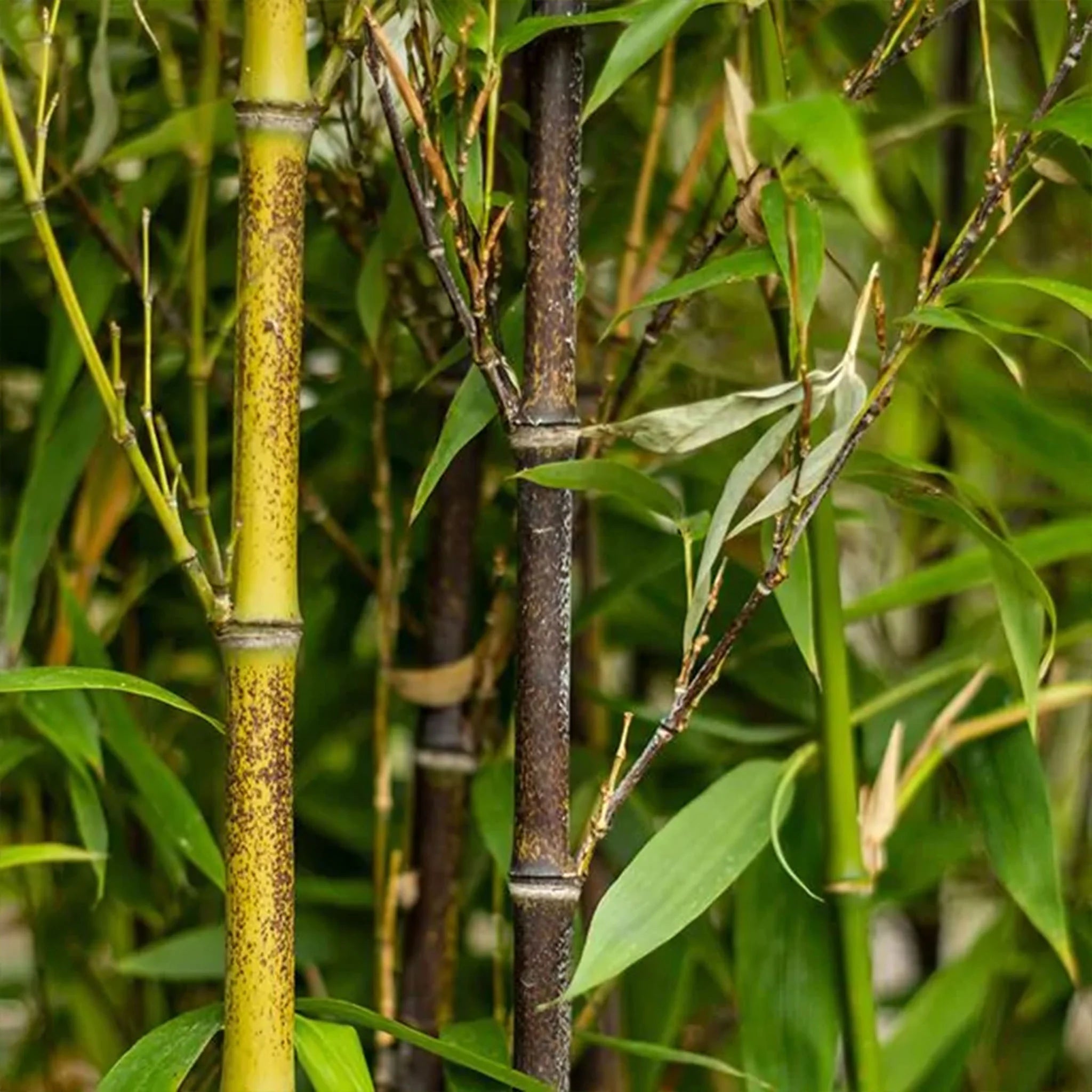 Schwarzer Bambus (Phyllostachys nigra) | 150-175 cm im Topf