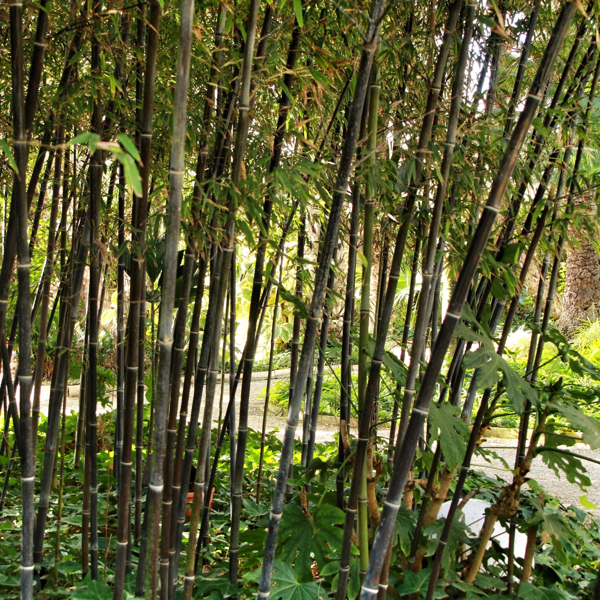 Schwarzer Bambus (Phyllostachys nigra) | 60-80 cm im Topf