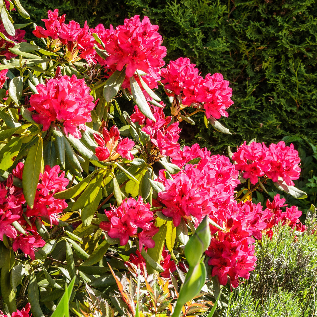 rhododendron 'nova zembla im kübel Rhododendron Nova Zembla | 60-80 cm im Topf