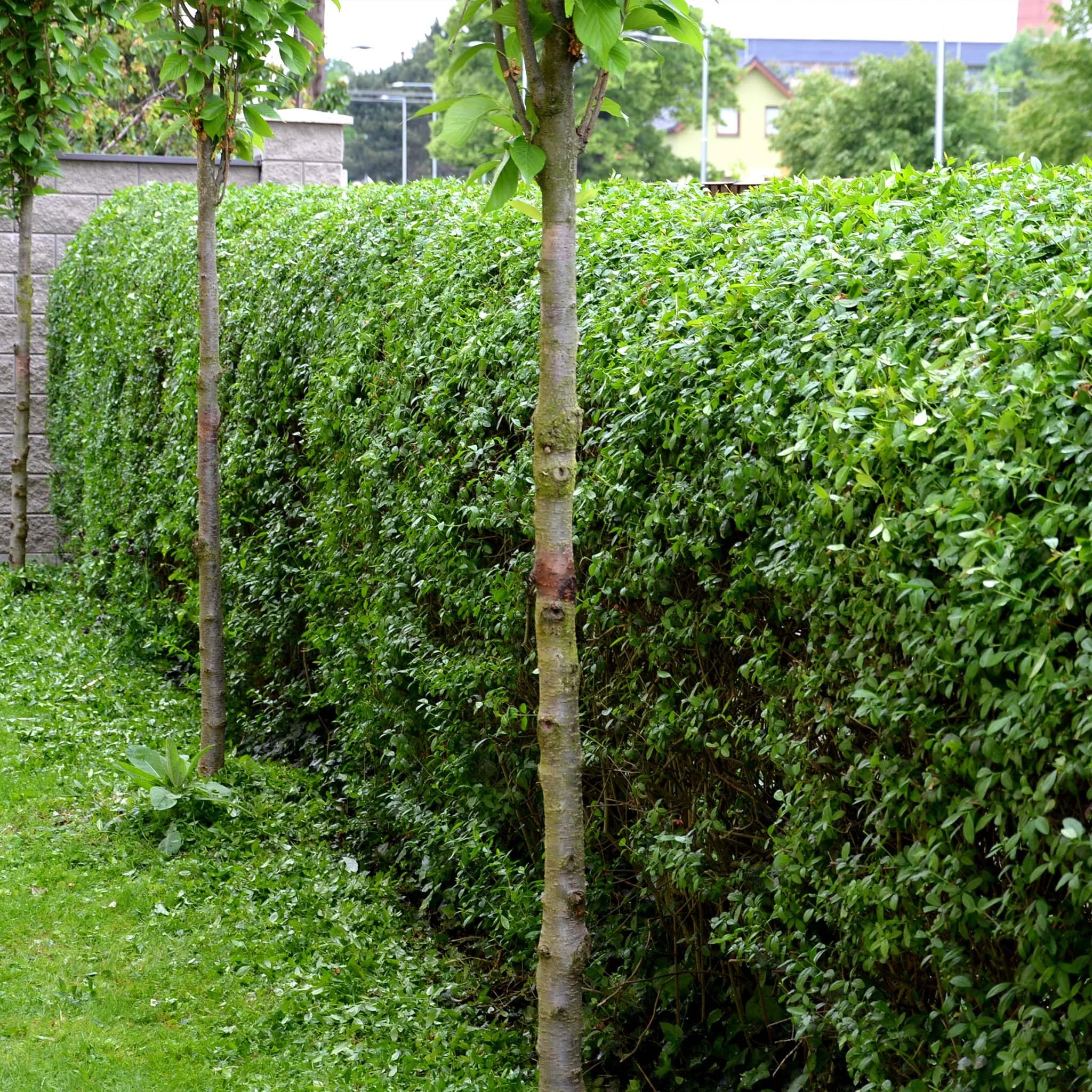 Ovalblättriger Liguster (Ligustrum ovalifolium) | 100-125 cm Wurzelware