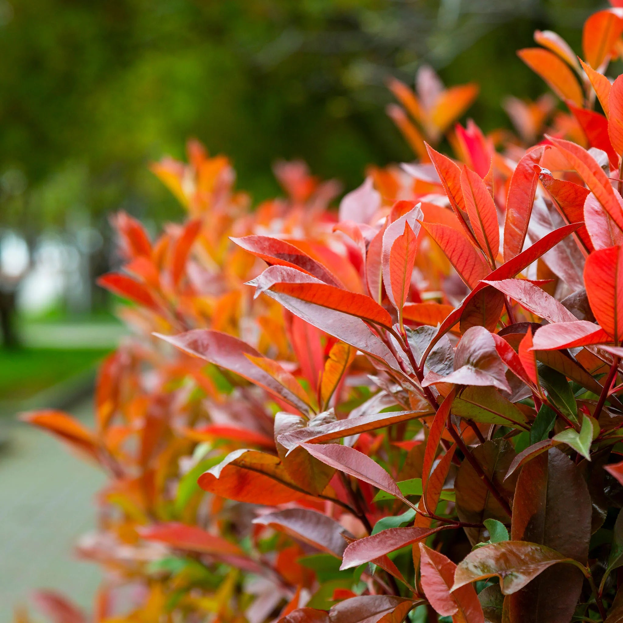 Glanzmispel Red Robin (Photinia x fraseri 'Red Robin') | 150-175 cm im Topf